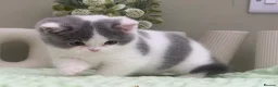 British Shorthair cats for sale: Beautiful British Kittens - Advert 14