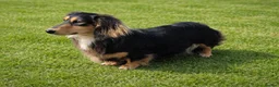 Miniature Dachshund dogs for sale: Stunning KC Long hair daxi. 5* breeders  - Advert 8