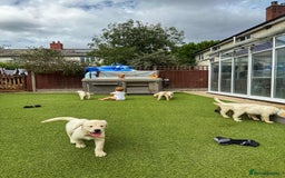 Goldador dogs for sale: Stunning litter of Goldador Puppies  - Image 11