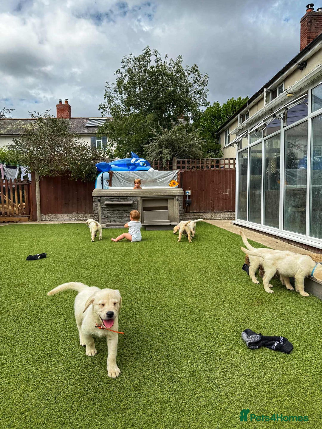Goldador dogs for sale: Stunning litter of Goldador Puppies  - Image 11