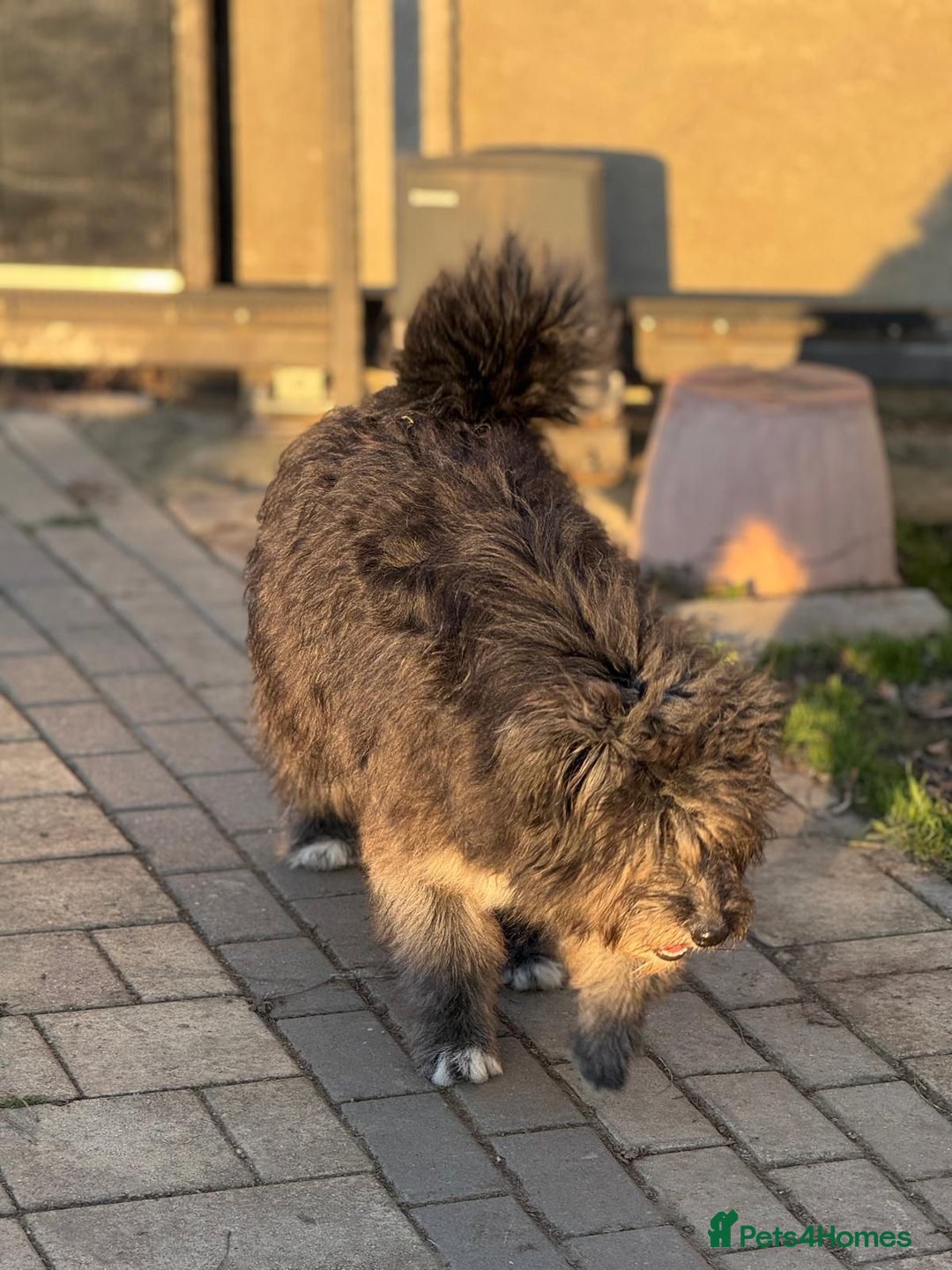 Mixed Breed dogs for adoption: Beautiful Jennifer needs a loving home - Advert 12