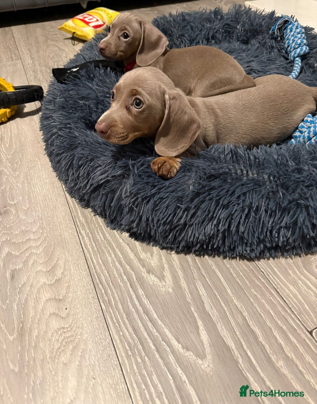Miniature Dachshund dogs for sale: 8 Week Old Miniature Dachshund Puppies - Image 3