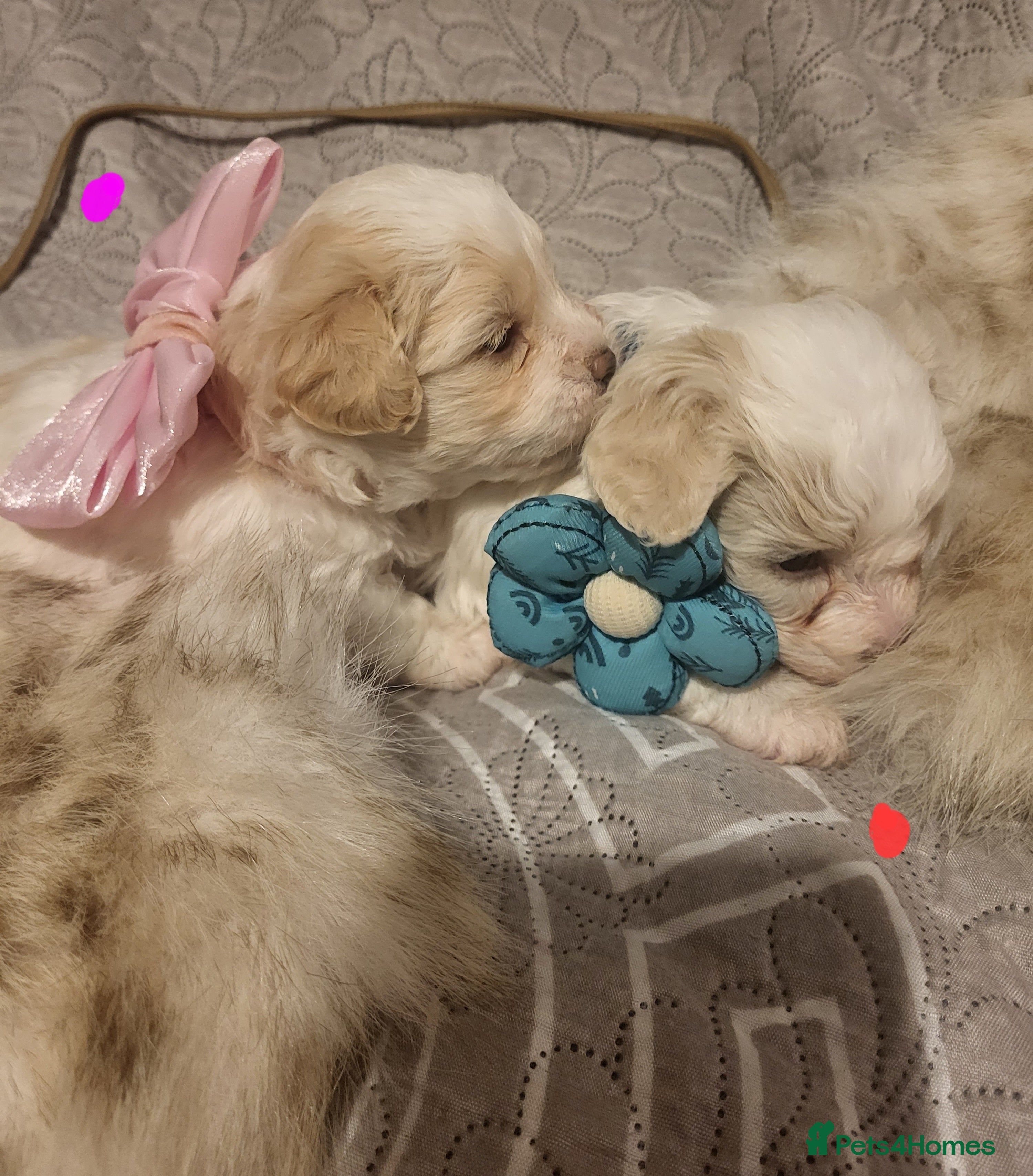 Maltipoo dogs Toy maltipoo puppies  - Advert 8