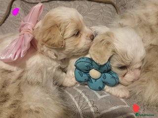 Maltipoo dogs Toy maltipoo puppies - Advert 16