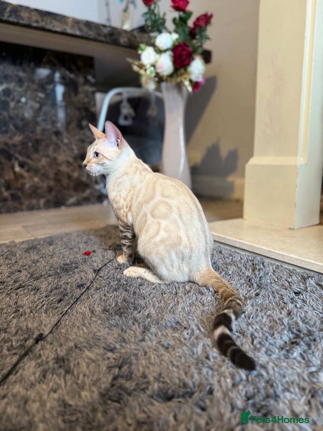 Bengal cats for sale: TICA registered snow lynx Bengal Kittens in Reading - Image 13