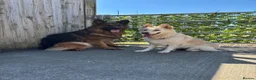German Shepherd dogs for sale: Apricot/Cream GSD FEMALE  - Advert 5