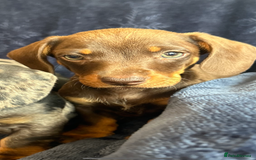 Dachshund dogs for sale: dachunds  - Image 12