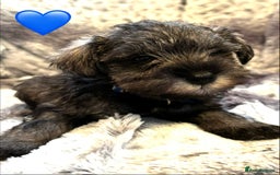 Miniature Schnauzer dogs for sale: Miniature Schnauzer Puppies - Image 9