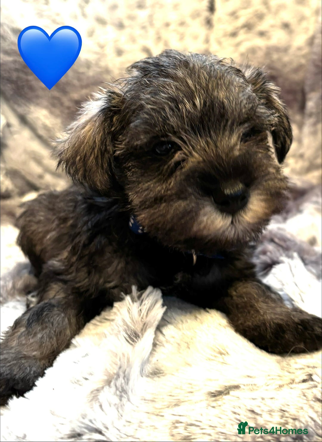Miniature Schnauzer dogs for sale: Miniature Schnauzer Puppies - Image 9