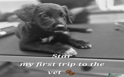 Border Collie dogs for sale: LAST BEAUTIFUL BORDER COLLIE - Image 13