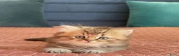 British Shorthair cats for sale: Pedigree British Shorthair  - Advert 5