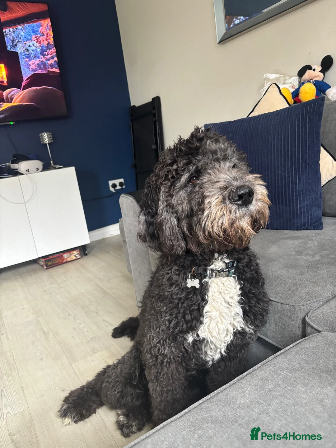 Saint Berdoodle dogs for sale: St bernedoodle in Cambridge - Advert 2