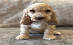 Cocker Spaniel dogs for sale: BEAUTIFUL KC SHOW TYPE COCKER SPANIELS  - Image 40