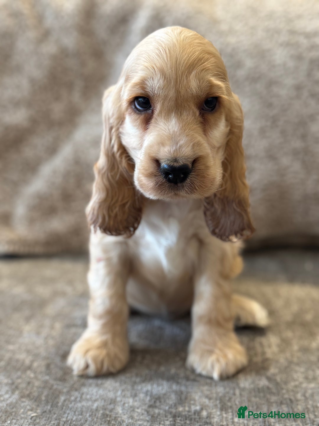 Cocker Spaniel dogs for sale: BEAUTIFUL KC SHOW TYPE COCKER SPANIELS  - Image 40