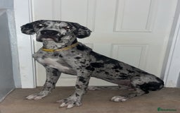 Great Dane dogs for sale: 10 month old, female Great Dane  - Image 2