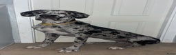 Great Dane dogs for sale: 10 month old, female Great Dane  - Advert 2