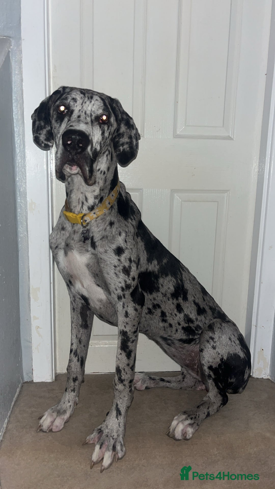 Great Dane dogs for sale: 10 month old, female Great Dane  - Image 2