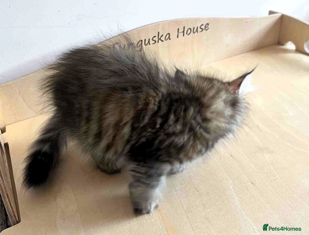 Siberian cats for sale: Beautiful purebred Siberian kittens-Hypoallergenic - Image 34