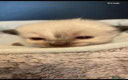 Ragdoll cats for sale: Stunning Ragdoll kittens blue lnyx ready soon  - Image 17