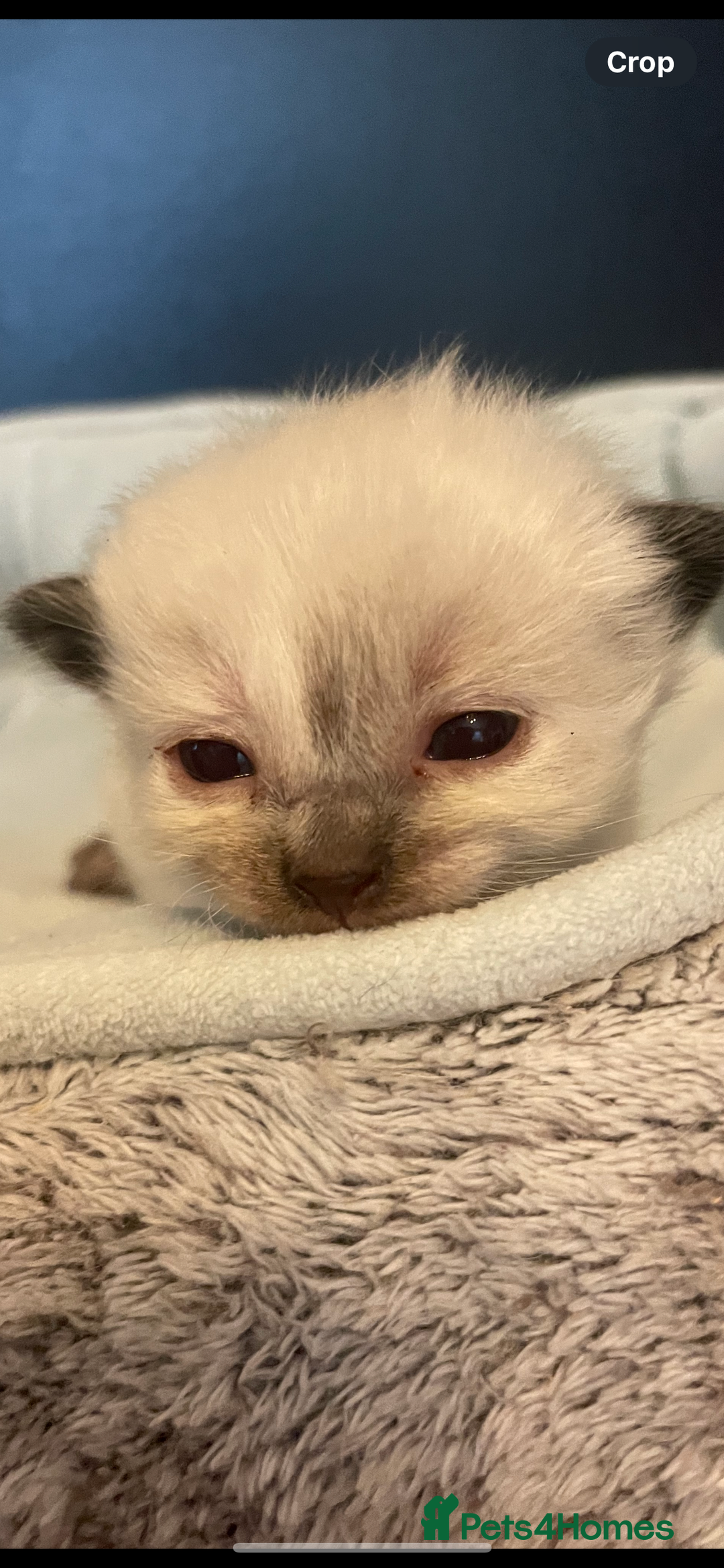 Ragdoll cats for sale: Stunning Ragdoll kittens blue lnyx ready soon  - Image 17