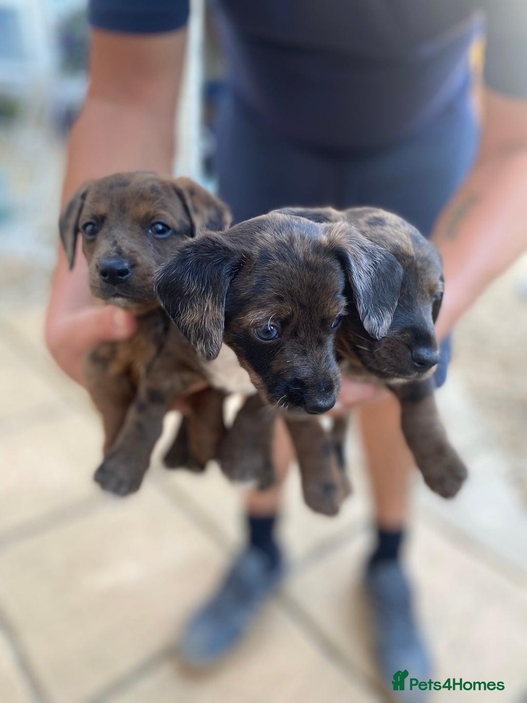 Dachshund dogs for sale: Dachshund x jack Russell puppies  - Image 10