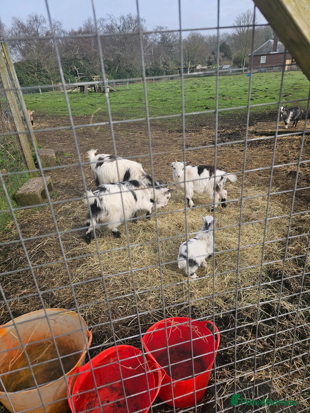 Goats livestock for sale: Pygmy goats mums with kids at foot  in Saint Helens - Advert 5