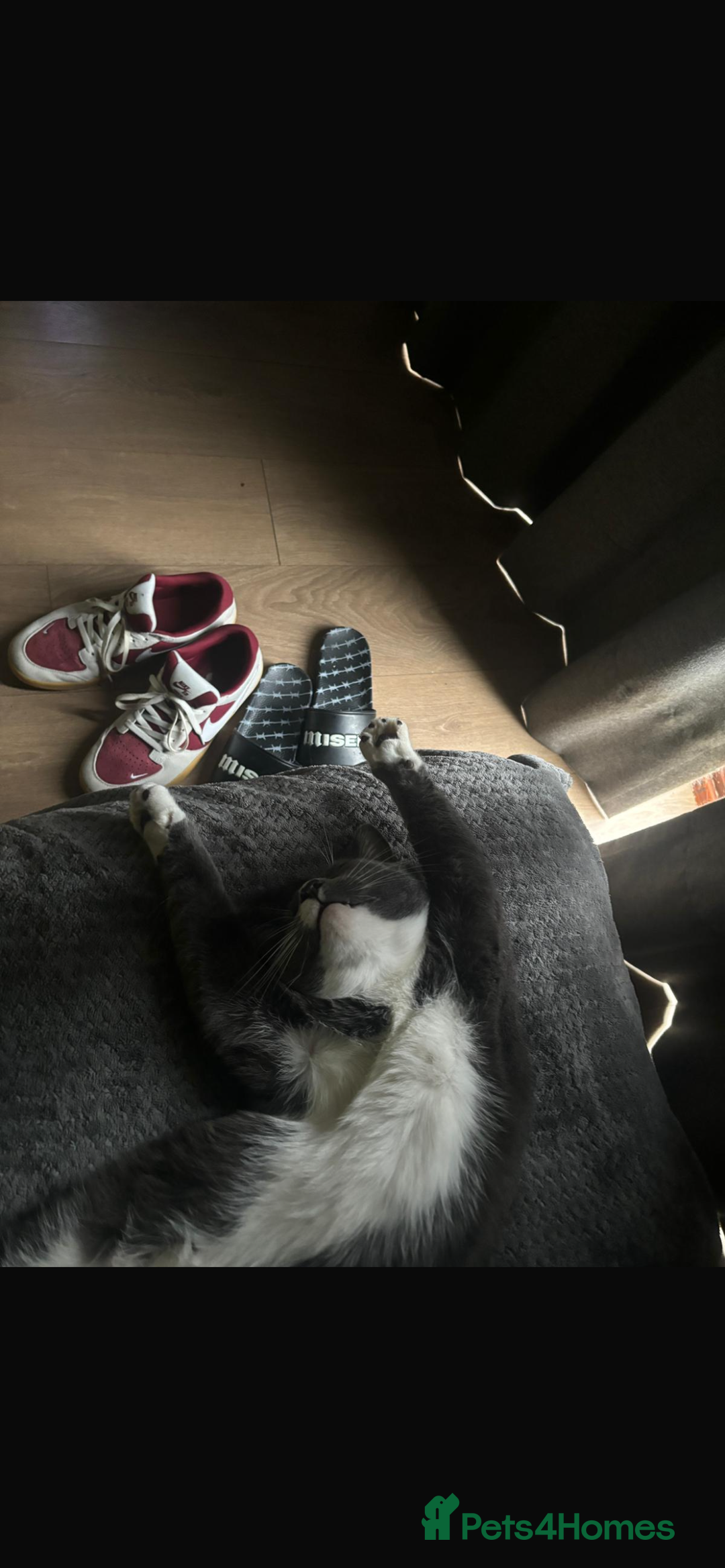 Domestic Shorthair cats for sale: Affectionate Cat Seeks Outdoor Home - Image 4
