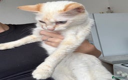 Bengal cats for sale: Two female cats ,2 years old  - Image 3