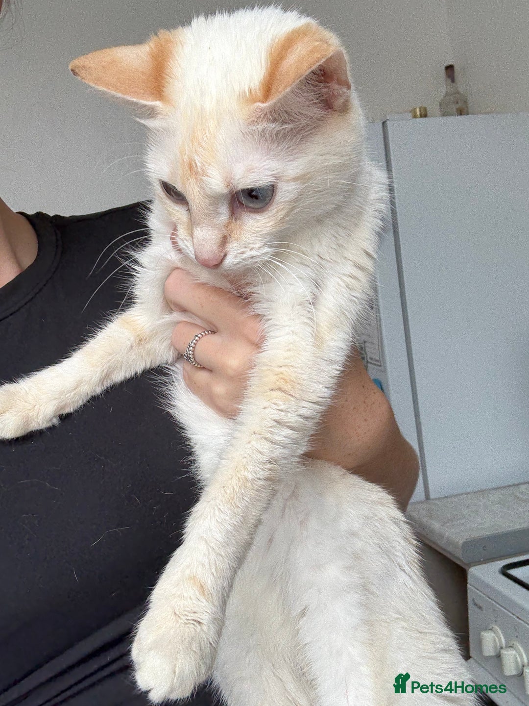 Bengal cats for sale: Two female cats ,2 years old  - Image 3