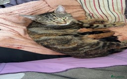 Mixed Breed cats for sale: Black kitten  - Image 3