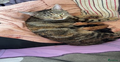 Mixed Breed cats - Advert 5