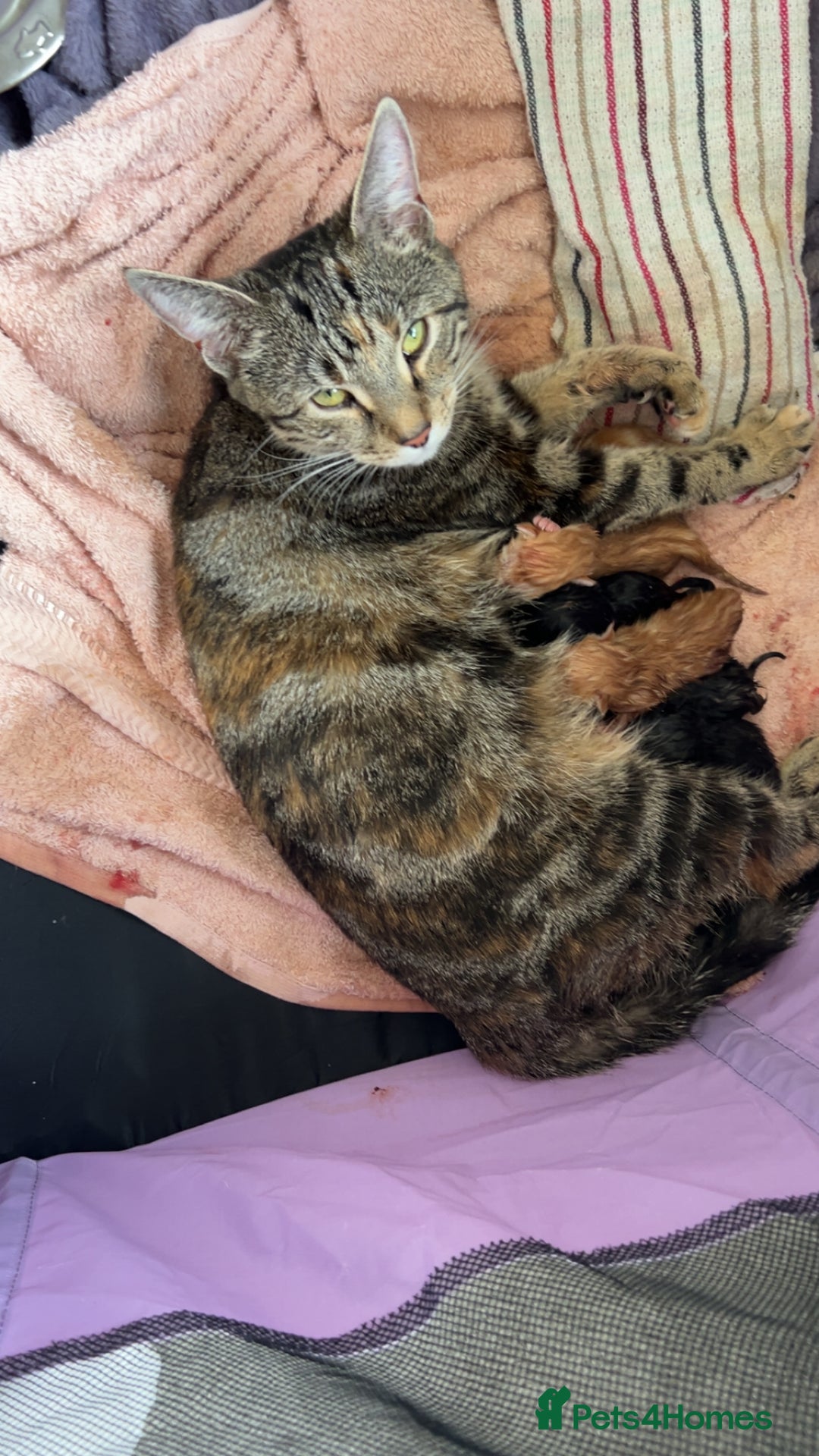 Mixed Breed cats for sale: Black kitten  - Image 3