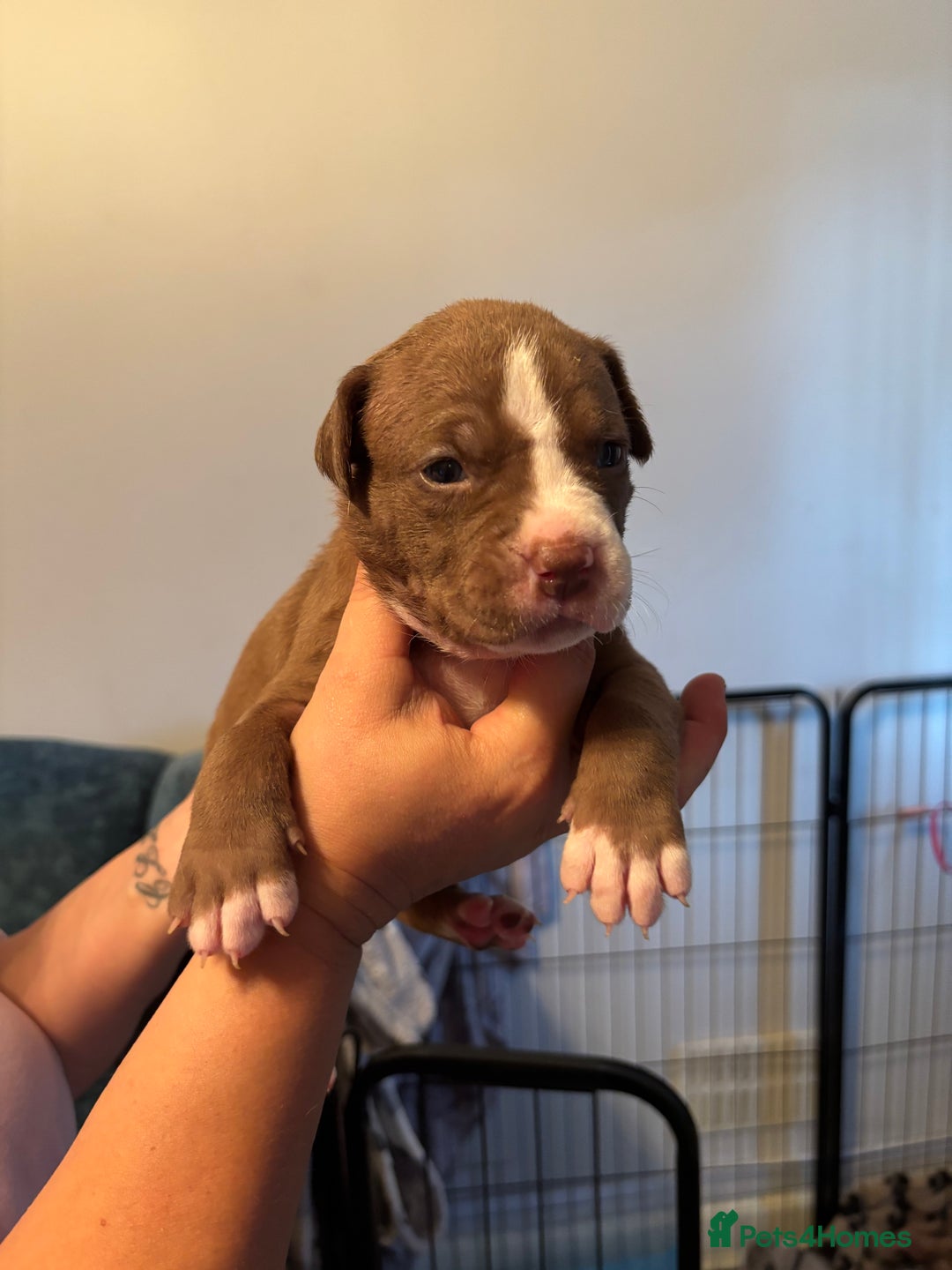 Mixed Breed dogs for sale: American Bulldog X Mastiff mix  - Image 40