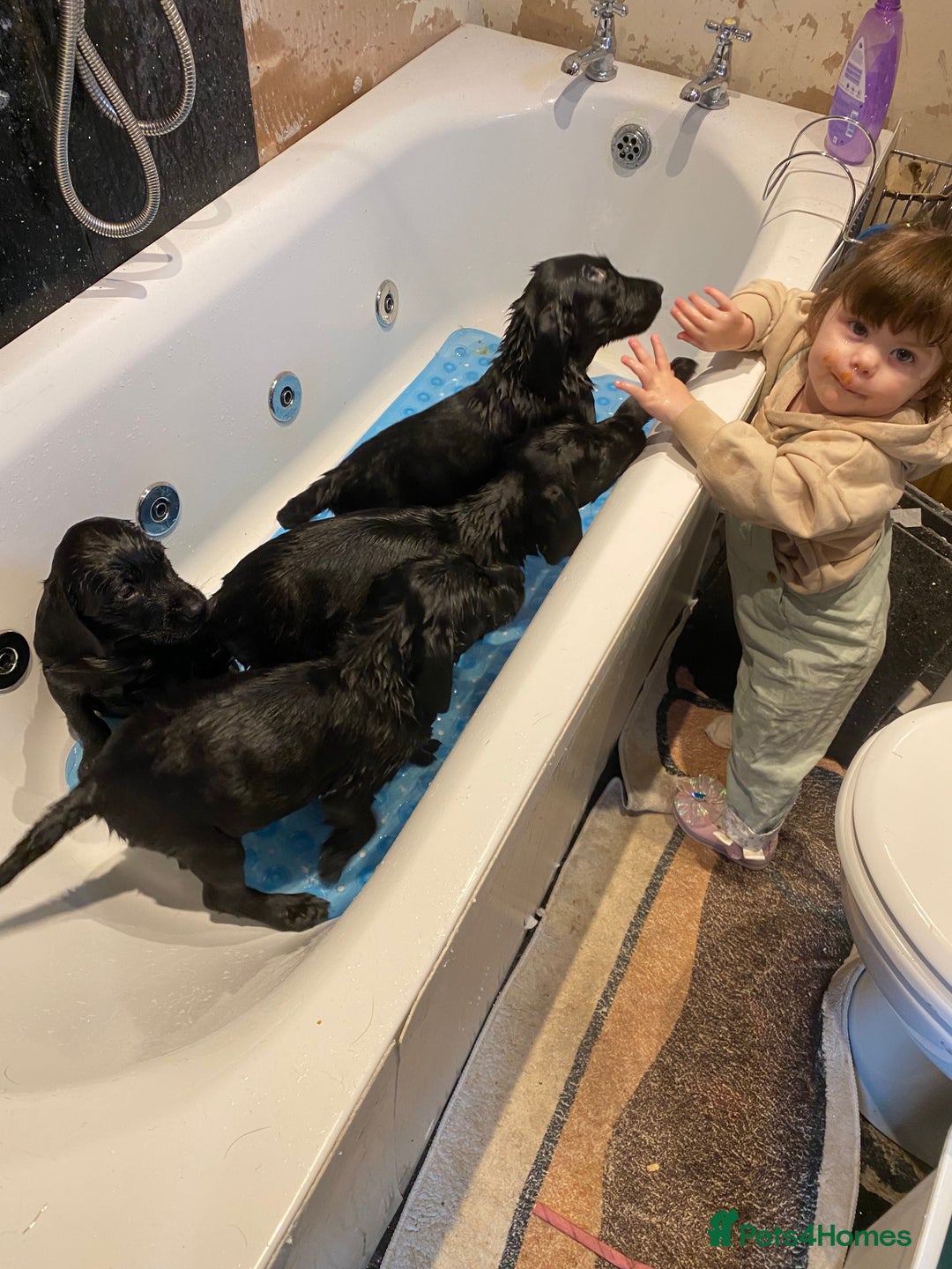 Labrador Retriever dogs for sale: Kc Labrador puppy ALLinjectionsfleawormchipinsured - Image 23