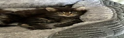 Maine Coon cats for sale: Maine coon baby’s  - Advert 8