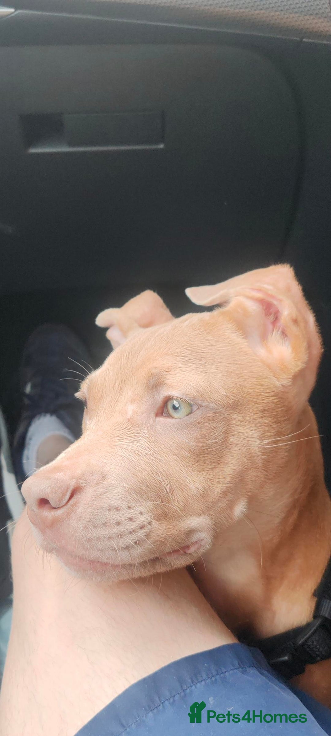 Mixed Breed dogs for sale: Adorable, loving 20 weeks young puppy's  - Image 2