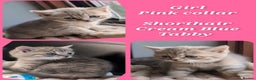 British Longhair cats for sale: 💖💙 BSH and BLH ● TICA & GCCF reg ●  - Advert 14