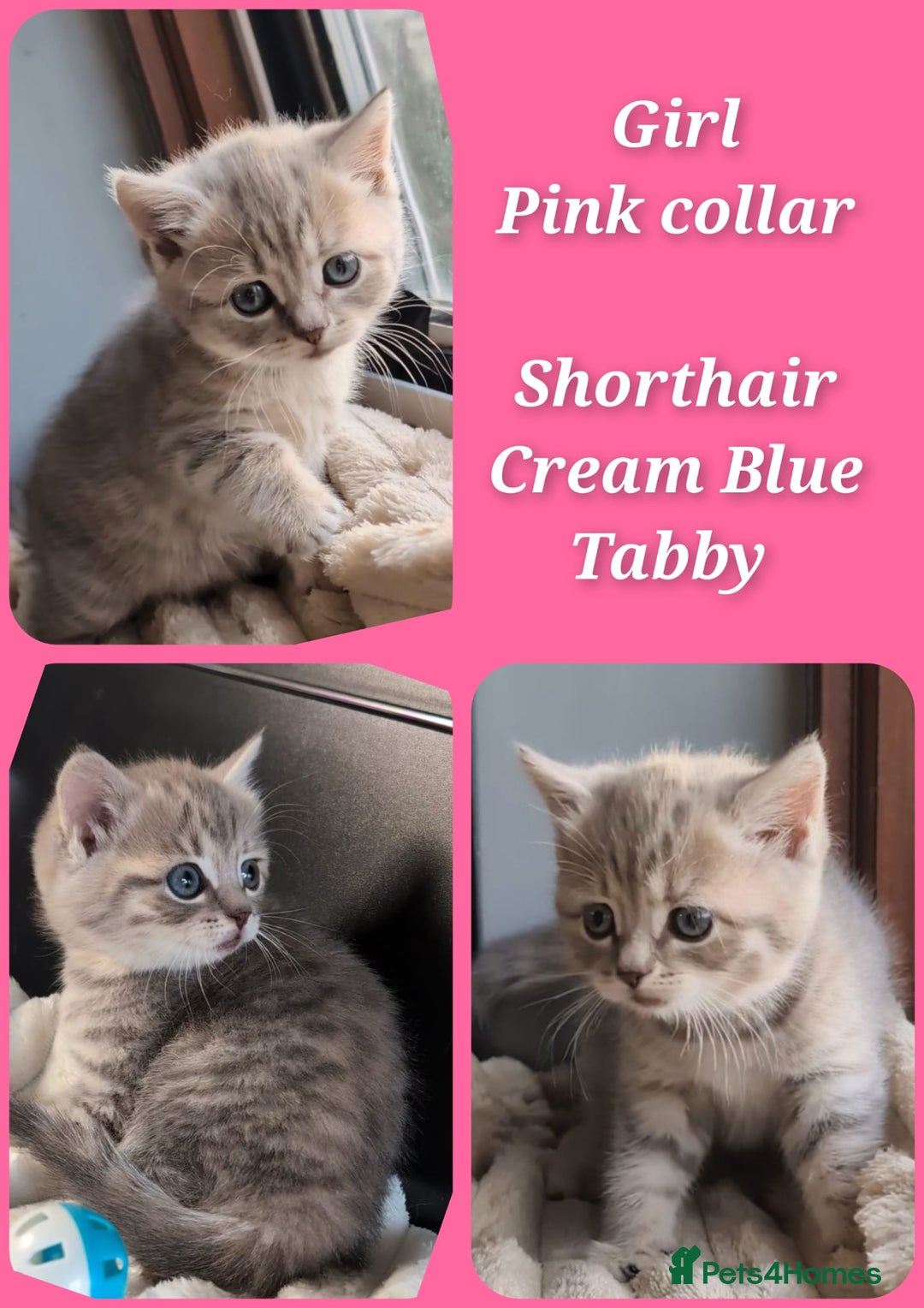 British Longhair cats for sale: 💖💙 BSH and BLH ● TICA & GCCF reg ●  - Advert 14