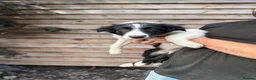 Border Collie dogs for sale: Border Collie Puppies  - Advert 2