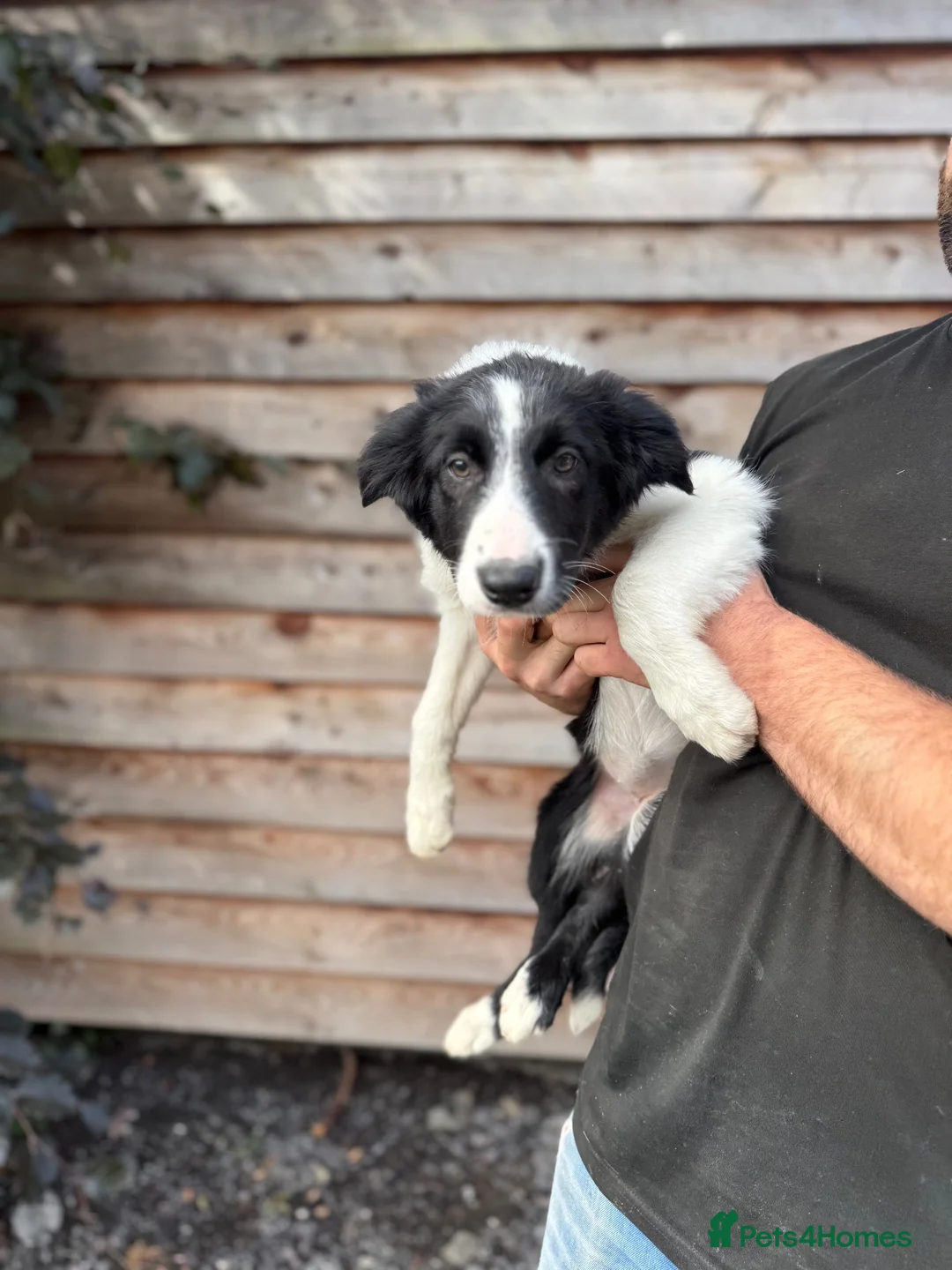 Border Collie dogs for sale: Border Collie Puppies  - Advert 2