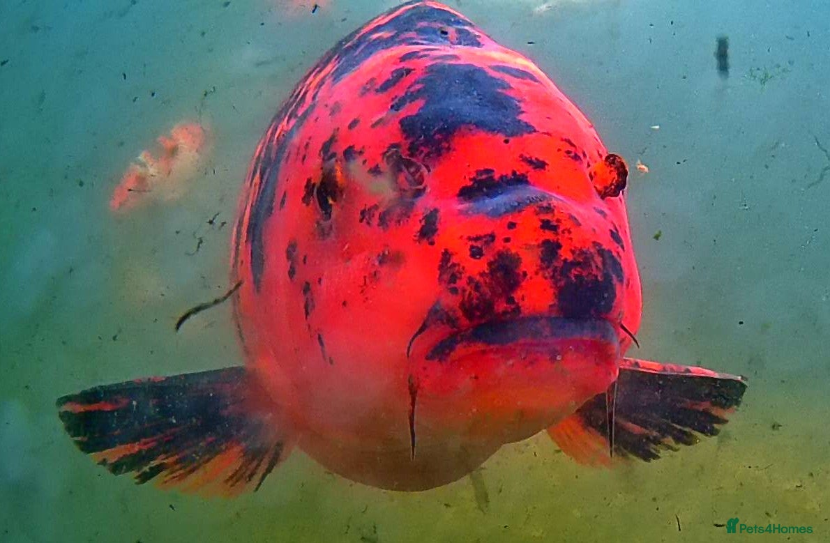 Koi Carp fish for sale: Koi Carp in Andover - Advert 2