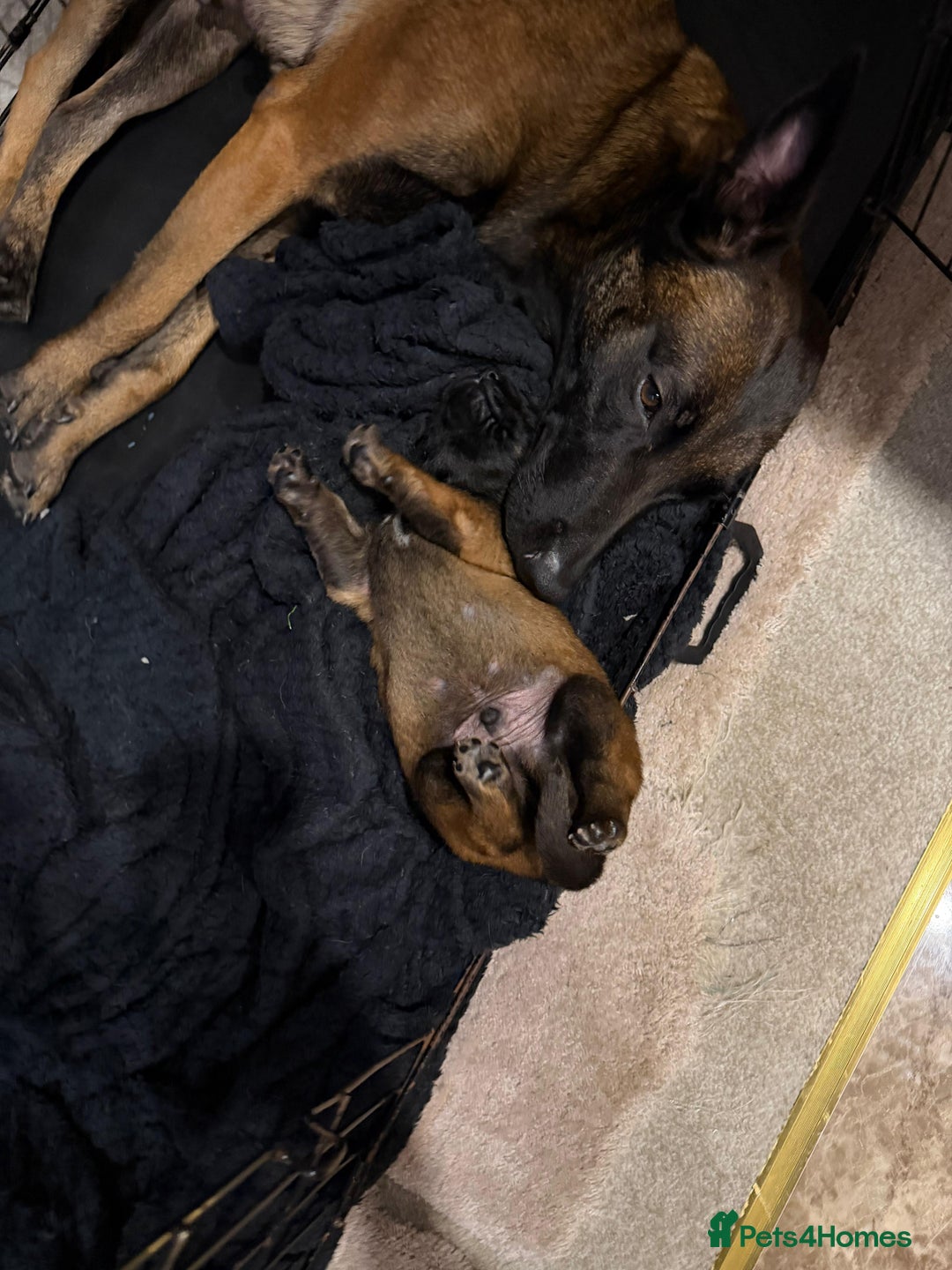 Belgian Shepherd Dog dogs for sale: Belgian Malinios (Singleton Litter) - Advert 2