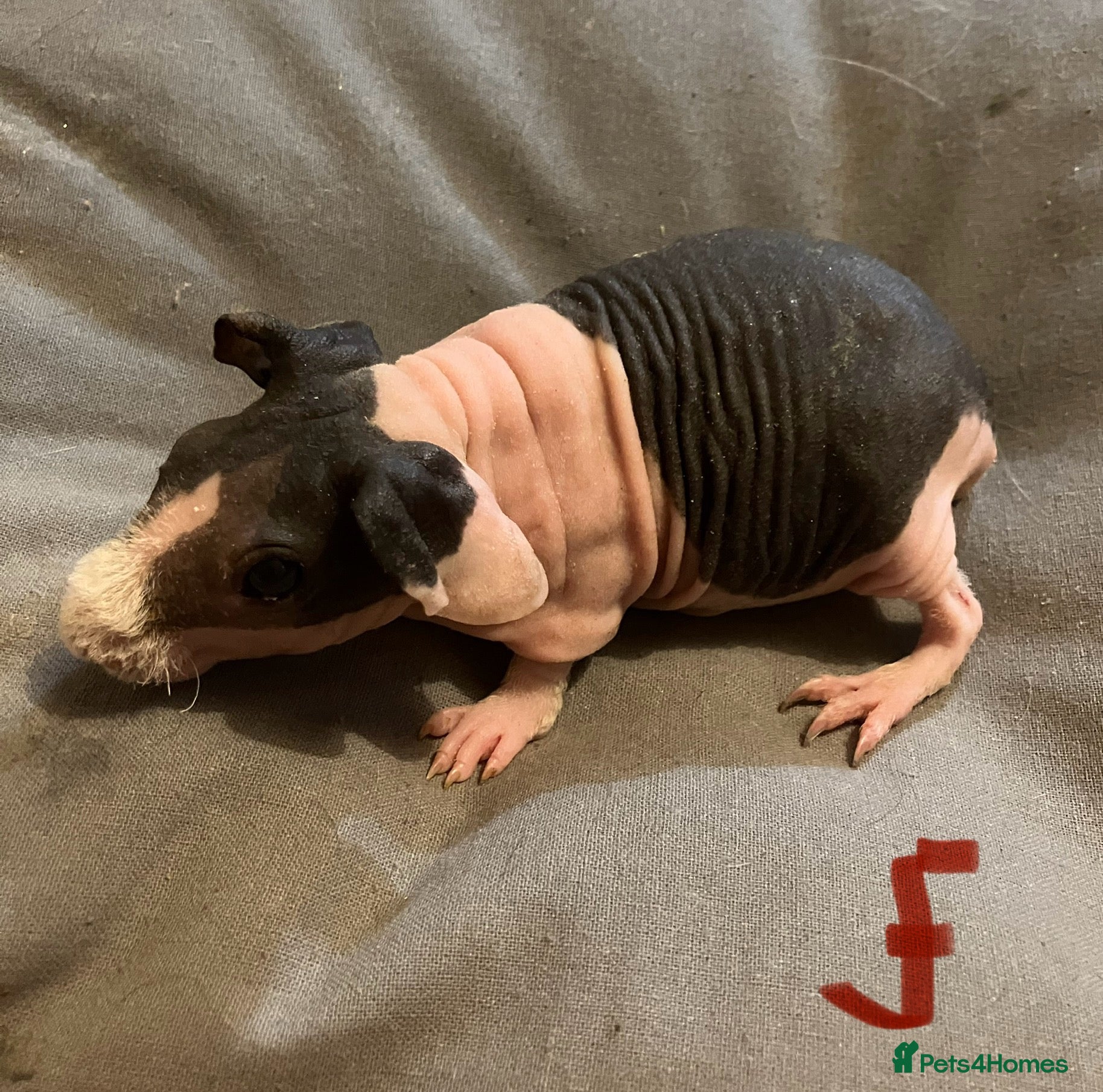 Guinea Pig rodents Well handled skinny pigs.  - Advert 16