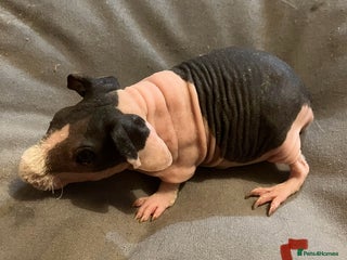 Guinea Pig rodents Well handled skinny pigs. - Advert 10