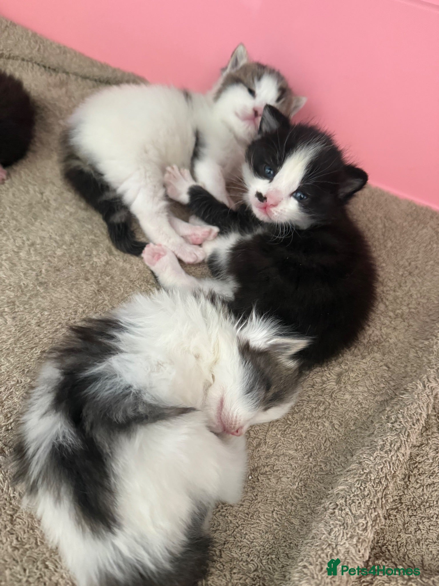 Domestic Shorthair cats 🩷🩵 5 Beautiful Kittens 🩷🩵 - Advert 4
