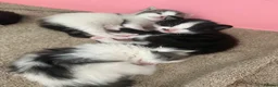 Domestic Shorthair cats for sale: 🩷🩵 5 Beautiful Kittens 🩷🩵 - Advert 1