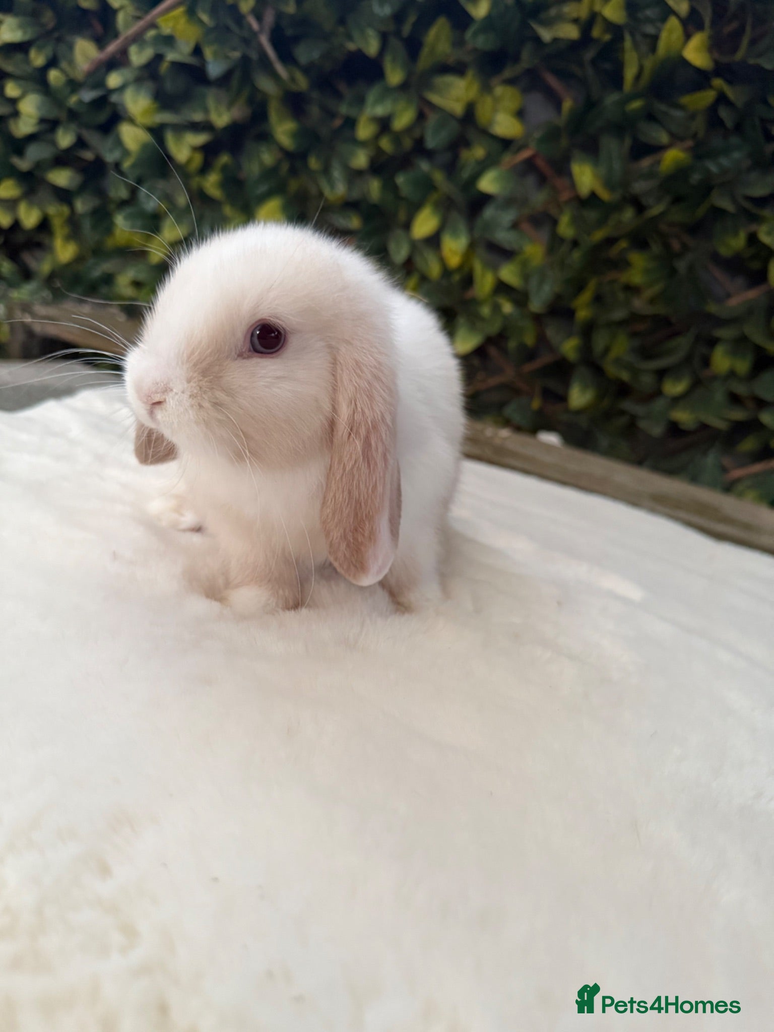 Mini Lop rabbits Mini lop  - Advert 10