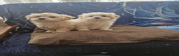 Havanese dogs for sale: Beautiful Bichon Puppies Available!  - Advert 7
