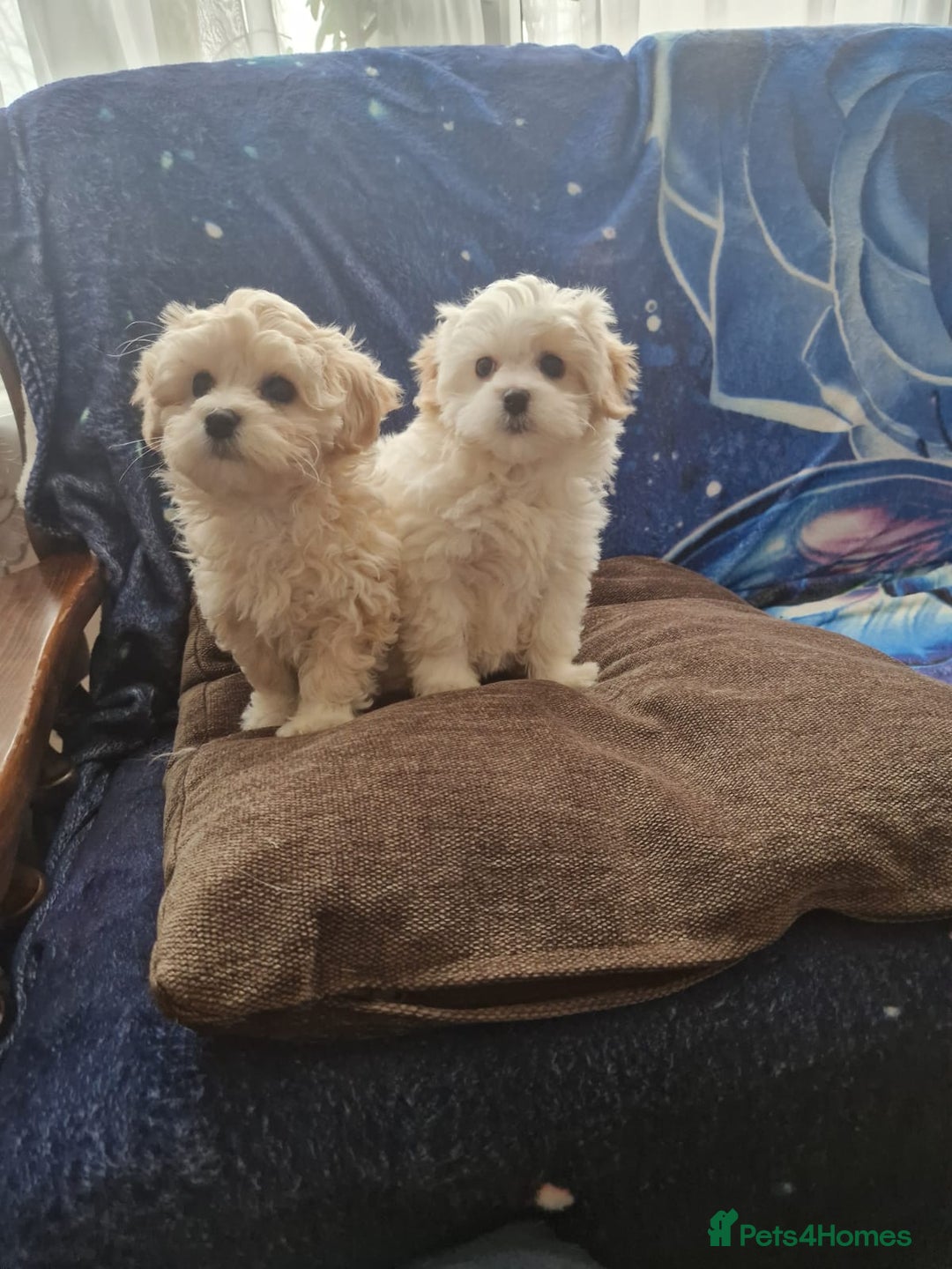 Havanese dogs for sale: Beautiful Bichon Puppies Available!  - Advert 7