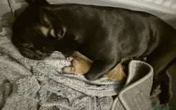 Frug dogs for sale: 1 beautiful girl left - Image 4